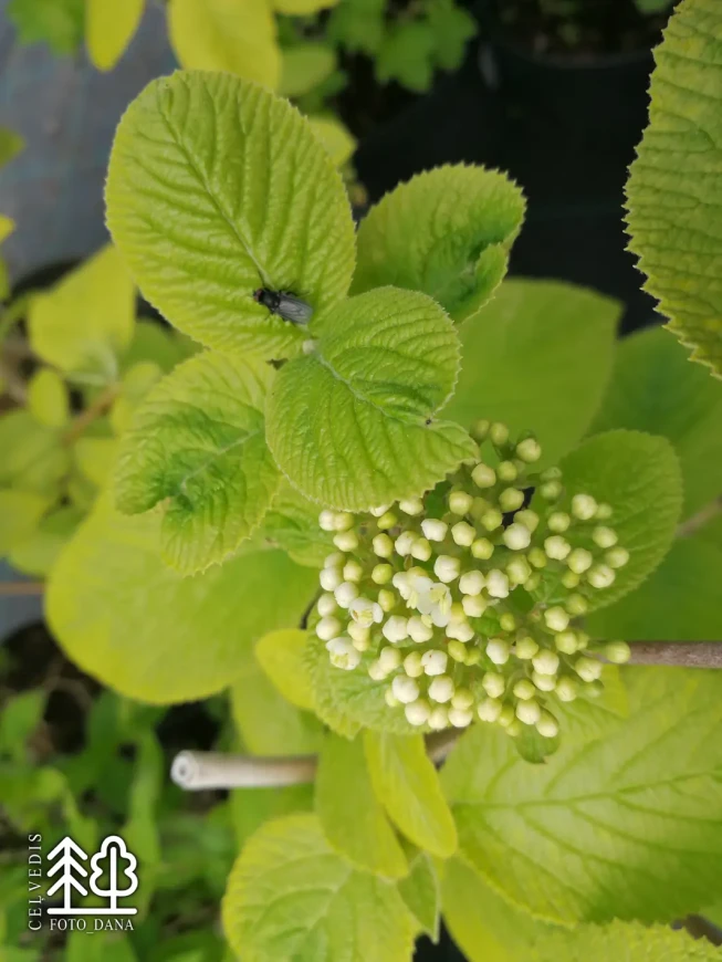 Viburnum lantana   'Aureum'